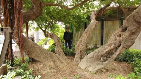 榕樹陰|頭下腳上種植的「倒頭榕」為何還能生長呢？關於榕樹和它的民俗。